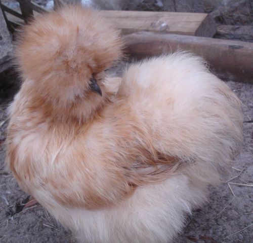 10 Silkie Chicken Hatching eggs- many SQ parents- assorted colors- all bearded