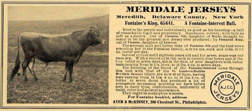 1907 ad meridale jersey ayer mckinney meredith cow bull - original cl8 for sale
