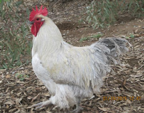 6+ Rare gorgeous Lavender Orpington Chicken hatching eggs for sale!