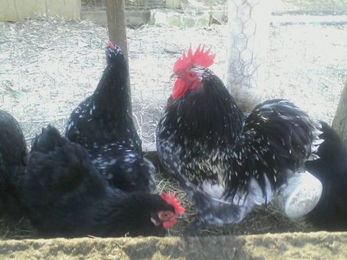 6+ mottled/black/blue cochin bantam hatching eggs