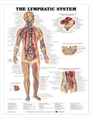 The Lymphatic System * Anatomy Poster * Anatomical Chart Company