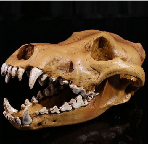 Dental canine Jaw Teeth tongue Model  VET Anatomy wolf SKULL display study REPLI