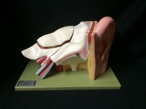 SOMSO DS5 Giant Ear Anatomical Teaching Model, 6 parts (DS 5)