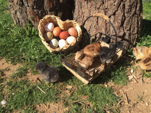 *8* Chicken Hatching Eggs Fertile Organic Heritage Dark Brown Green Blue Easter