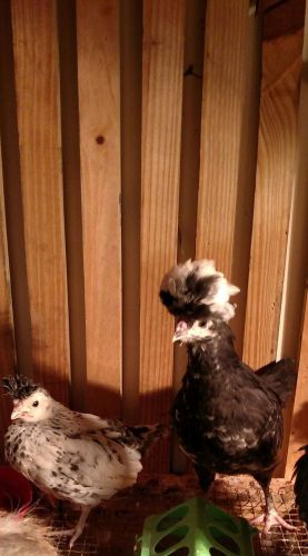 6 fancy poultry mix houdan appenzeller polish silkie hatching eggs cuckoo npip for sale