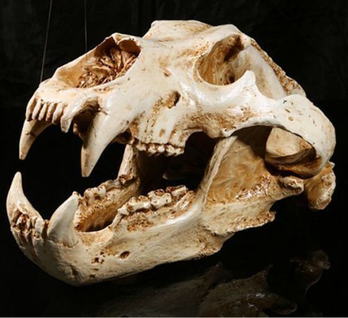 Ursidae polar bear Teeth Anatomy jaw SKULL Veterinary Model teach study replica