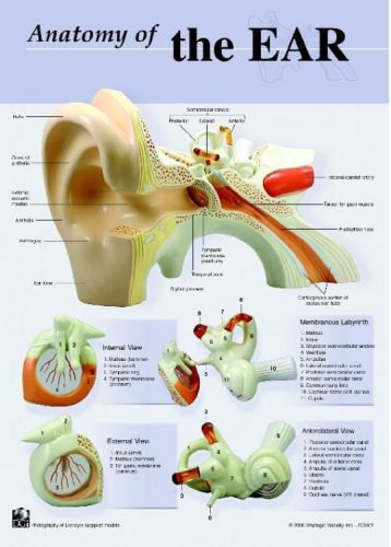 Human Ear Anatomical Chart/Poster, 19 x 24