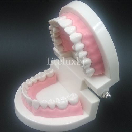 1 Set Dental Dentist Flesh Pink Gums Standard Teeth Tooth Teach Model Gift