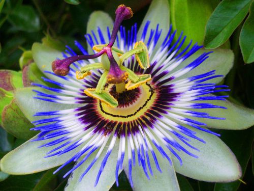 Fresh Exotic Passiflora &#034;caerulea&#034; (Blue Passion Flower/Fruit)(10 Seeds) L@@K!!!