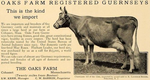 1923 Ad Oaks Farm Guernsey Cow Cohasset S W Kerr Barron - ORIGINAL CL4