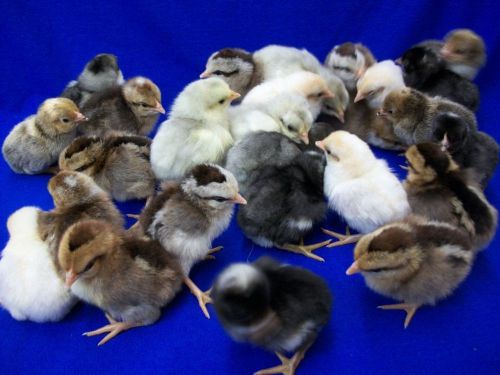 Bantam chicken hatching eggs 14+ eggs u get a variety of bantam breeds so cool!! for sale