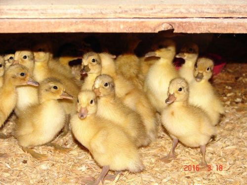18+ welsh harlequin fertile duck hatching eggs for sale