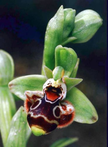 Fresh Genuine Ophrys &#034;rhodia &#034; (Bee Orchid)-(20+ Premium Seeds) WOW, L@@K!!!!