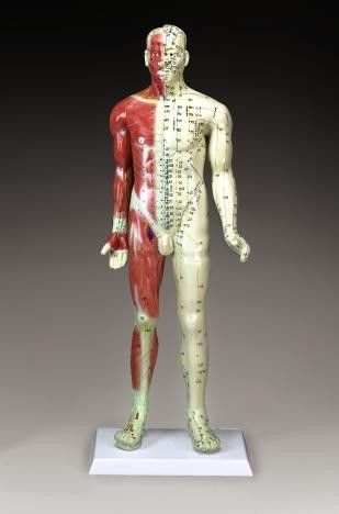 Acupuncture Model Human  LFA # 9046