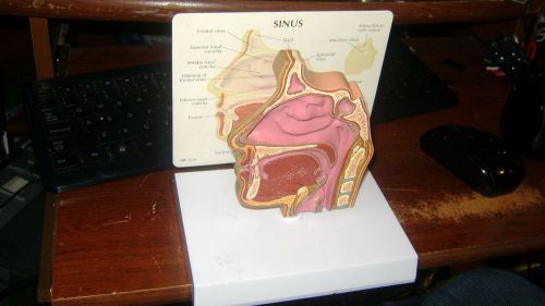 GPI Anatomical Basic Sinus Model with Key Card