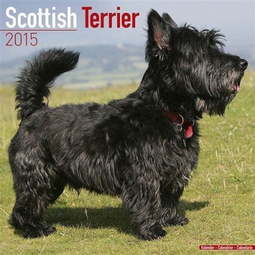NEW 2015 Scottish Terrier Wall Calendar by Avonside- Free Priority Shipping!