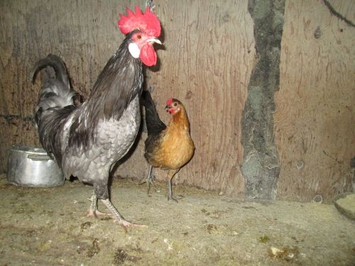 12 + chicken eggs  #8 for hatching  bantam chicken breeds mixed  l@@K @ PIC.