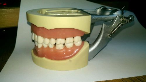Nissin Dental model soft gumTypodont 200