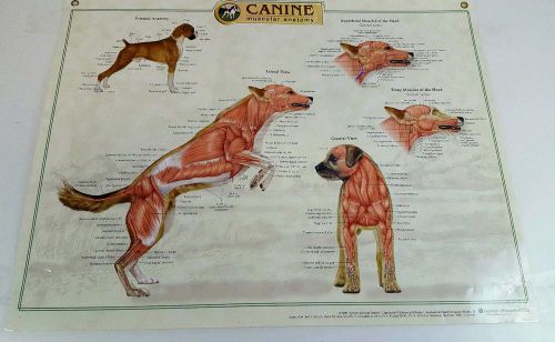 Canine Anatomy Wall Charts SET OF 3 Skeletal Musculature Internal
