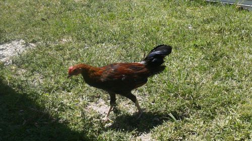 1 LB CHICKENS TURKEYS QUAIL DUCKS GUINEA DAY OLD INITIACTION CONCENTRATED FOOD