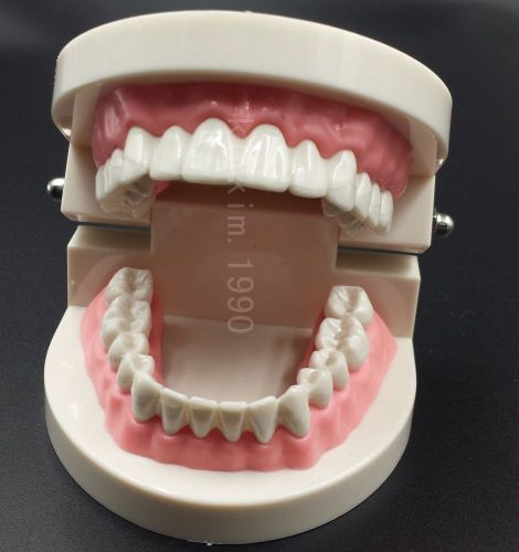 Dental Dentist Standard Teeth Tooth Teach Model Flesh Pink Gums toothbrush model