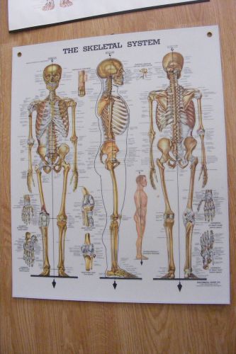 vintage Human the skeletal system Anatomical Chart  hard plastic