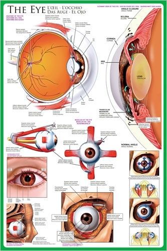 The eye of a human- anatomical poster 24 x 36 for sale