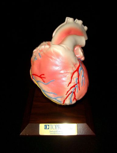 Medical Plastics Laboratory Toprol Human Heart Anatomical Model