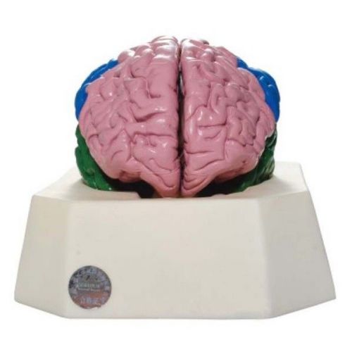 Medical anatomical model human brain lobe model life size for sale