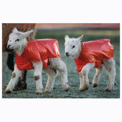 Brand New Pack of 25 Bright colour Lamb Macs Cover Protect New Born Fits All