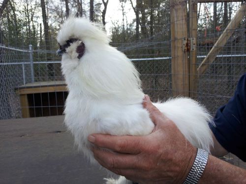 10 +  PURE WHITE SHOW QUALITY SILKIE FERTILE HATCHING EGGS