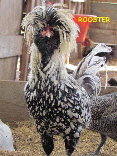 12++ Assorted Chicken Fertile Hatching eggs mixed breed/purebred