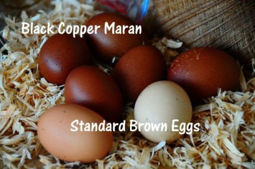 Chicken Hatching Eggs Mixed Breed Dozen  Attn: Teachers