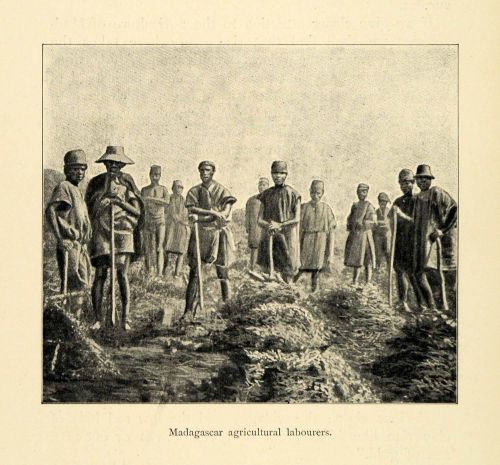 1901 print madagascar agricultural laborers cultural farming tools xgd8 for sale
