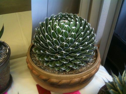Fresh Rare Agave Victoria-Reinae (5 Seeds)  Succulent Cactus, Georgeous, WOW!!!!