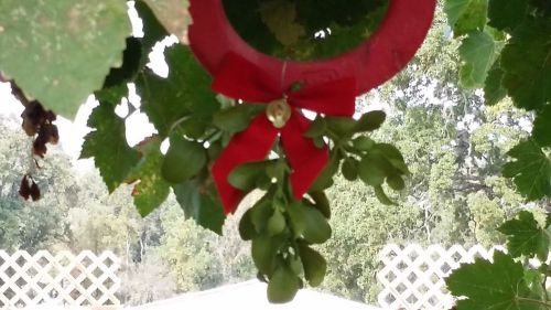 Holiday Decor Christmas Mistletoe Sprig Live Plant with red bow
