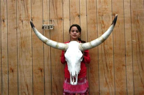 Steer skull long horns 3&#039; 7&#034; cow bull skulls horn h6536 for sale
