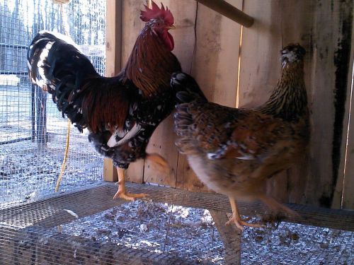 12+ Swedish Flower Hen Hatching Eggs Rare breed - Greenfire Farm Stock