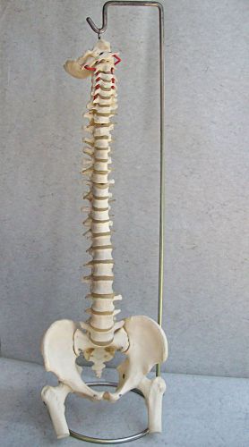 Chiropractic Medical Teaching LIFE-SIZE SPINE MODEL w/PELVIS &amp; FEMURS and Stand