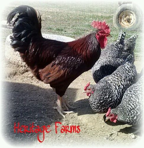 10 Black Star (Black Sex Link) Fertile  Chicken Hatching Eggs