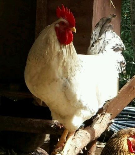 Chicken Hatching eggs, 6 Delaware and 6 Barred Plymouth Rock eggs.