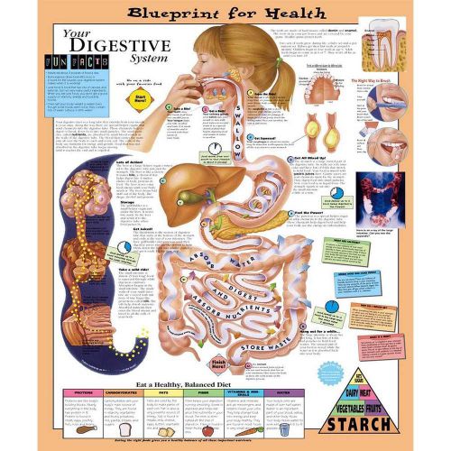 YOUR DIGESTIVE SYSTEM (AGES 8-12), LAMINATED ANATOMICAL CHART, 20 X 26