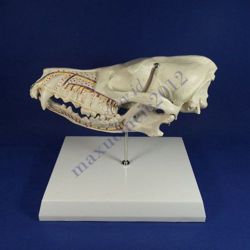 Canine animal dog semi skull tooth nerve arteriovenous Veterinary Anatomy model