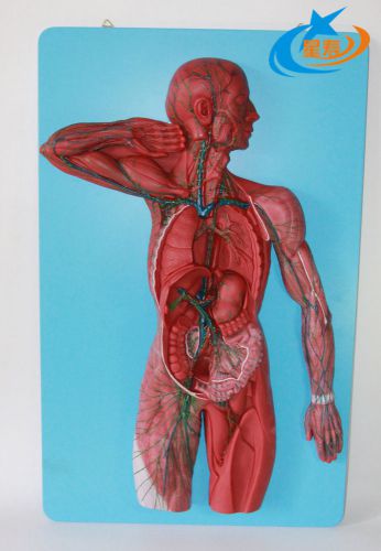 Anatomical Model Human Lymphatic System NEW 111