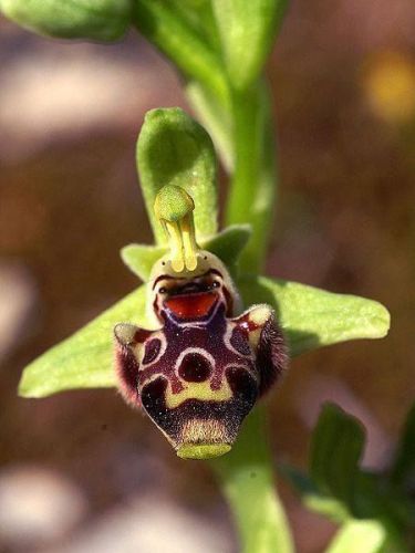 Fresh Genuine Ophrys &#034;umbilicata&#034; (Bee Orchid)-(20+ Premium Seeds) WOW, L@@K!!!!