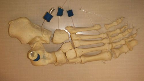 Human foot skeleton