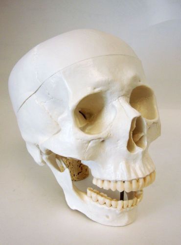 MAKE AN OFFER - BRAND NEW - LIFE SIZE MODEL HUMAN SKELETON SKULL ANATOMY