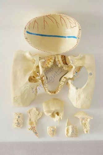 RS Human Skull Disarticulated Anatomical Model Professional nerve 10 parts