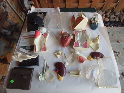 assortment of plastic anatomical human organs- life-size -heart, liver etc.