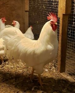 6 Heritage Exhibition White Leghorn Hatching Eggs From Show Quality Breeders